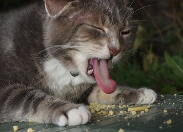 cat doesn't like bird food