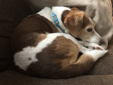 dog curled up on couch