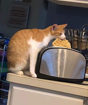 cat steals waffle