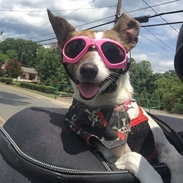 Dogs riding shotgun on your next motorcycle ride
