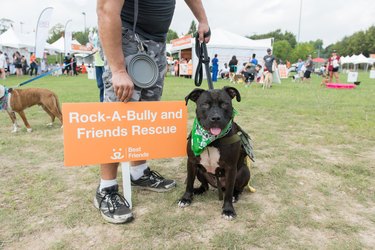 Walk Your Dog And Save Lives With Best Friends' 2018 Strut Your Mutt ...