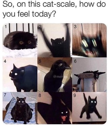 which black cat are you meme