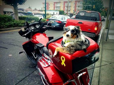 Dogs riding shotgun on your next motorcycle ride