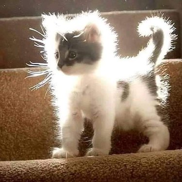 kitten with powerful aura