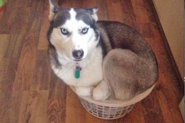 funny photos of dogs you will laugh at
