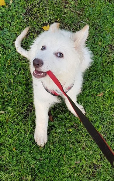 Puppy biting leash