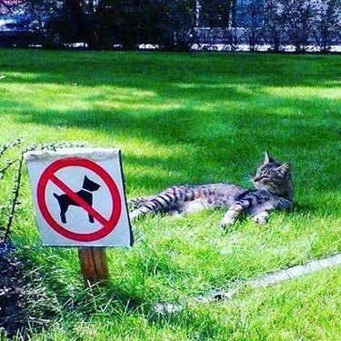 cat sleeps on grass behind of no dogs allowed sign