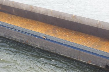 dog walks along container ship in Amsterdam
