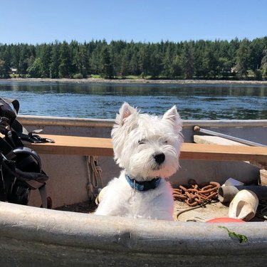 Westie dog on a lake boat