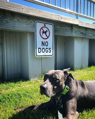 unimpressed doggo poses in front of no dogs allowed sign