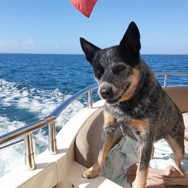 Aussie cattle dog loves boat rides