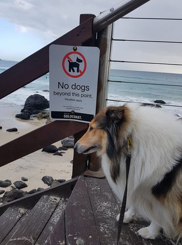 Dog reacts to no dogs allowed sign