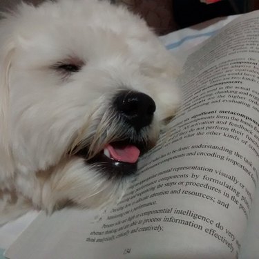 Westie asleep on a book