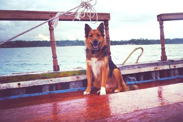 dog captains boat in Kenya