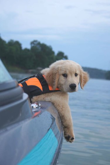 puppy in lifejacket lets paws drape over side of boat