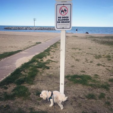 dog pees on no dogs allowed sign