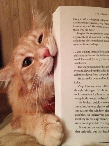 Cat biting book