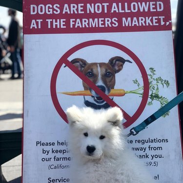 white dog poses in front of no dogs allowed sign