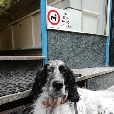 Italian dog poses in front of Italian no dogs allowed sign