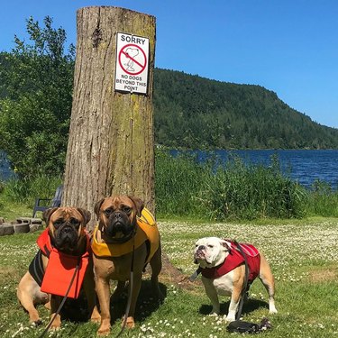 bulldogs pose in front of no dogs allowed sign