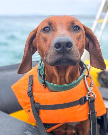 dog in life jacket on boat