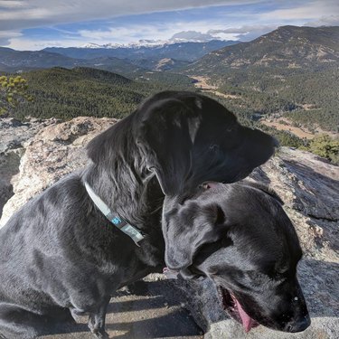20 hilarious panoramic photo pet fails