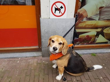 pouty dog is mad about no dogs allowed sign