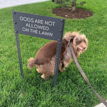 dog smiles next to no dogs allowed sign