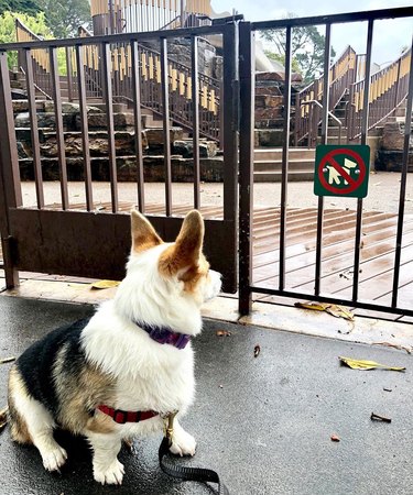 corgi reacts to no dogs allowed sign