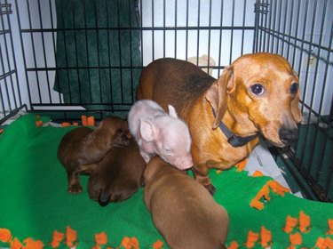 Dachschund nursing puppies and piglet