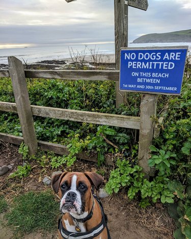 boxer dog stands in front of no dogs allowed on beach sign