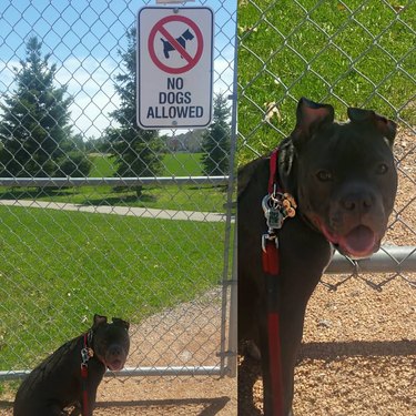 dog shocked to discover park does not allow dogs