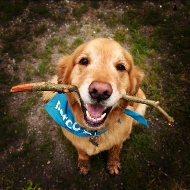 Good boy with a stick