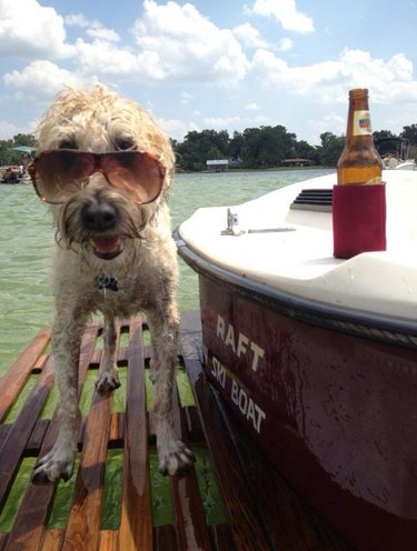 Dog standing on a dock by a lake next to a beer.