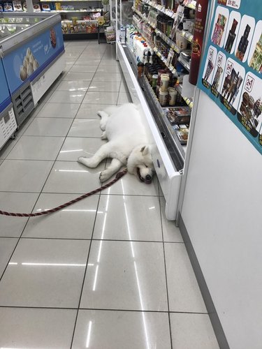 Dog in a grocery store lying next to a refrigerated display case.