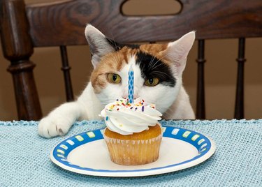 Cat and a cupcake!