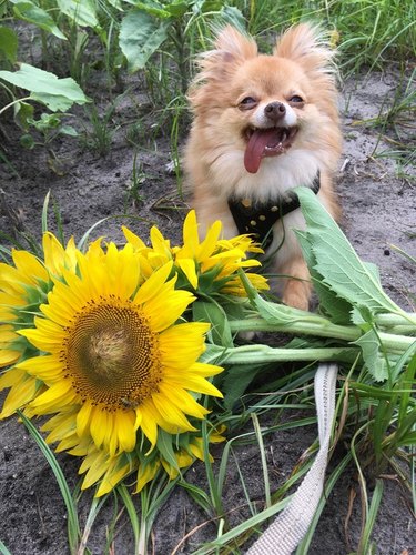 Dog looking happy next to sunflowers.