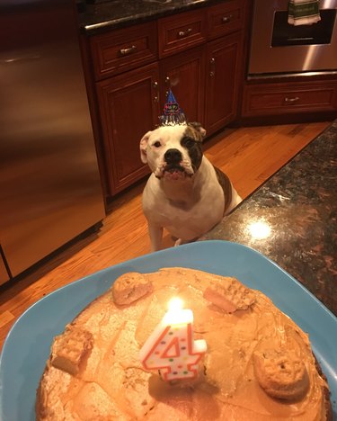 Dog's birthday with a cake!