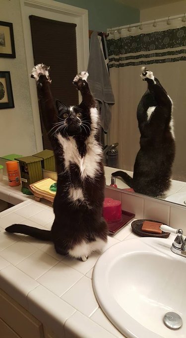 Cat stretching in bathroom