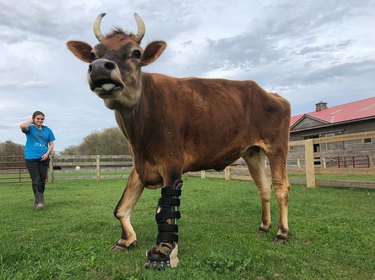 Plastics make it possible: Pets living their best lives thanks to prosthetics