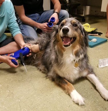Plastics make it possible: Pets living their best lives thanks to prosthetics