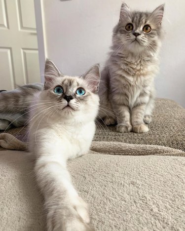 Two Ragdoll kittens looking up.
