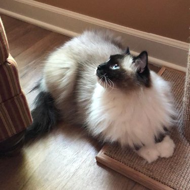 Ragdoll cat looking innocent.