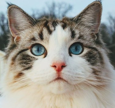 Closeup of a ragdoll cat with bright blue eyes.