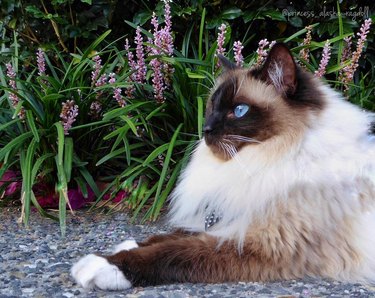 Ragdoll cat with purple flowers outside.