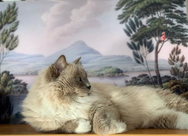 17 Of The Prettiest Ragdoll Cats On The Internet