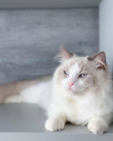 Ragdoll cat relaxing.