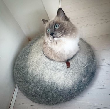 Ragdoll cat coming out of a cat bed.