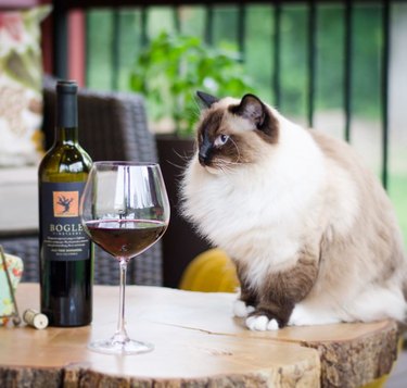 Ragdoll cat with a glass of red wine.