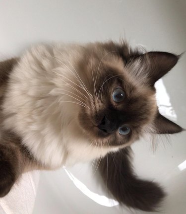 17 Of The Prettiest Ragdoll Cats On The Internet